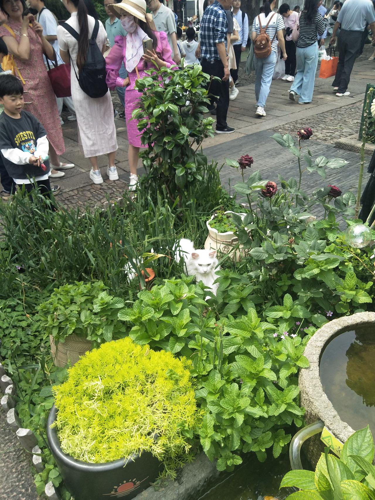 平江路的猫，也不知为什么那么多人喜欢撸，感觉品种挺高级，而且还都是女孩多，看给人