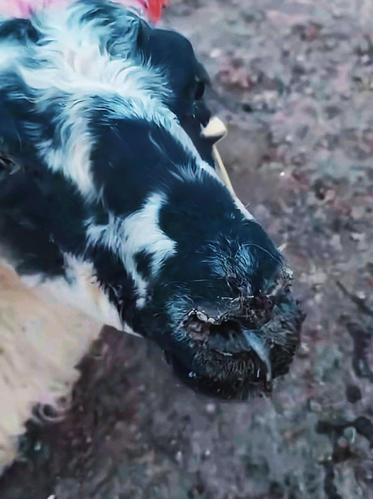 养羊人 牛羊养殖 农村养羊