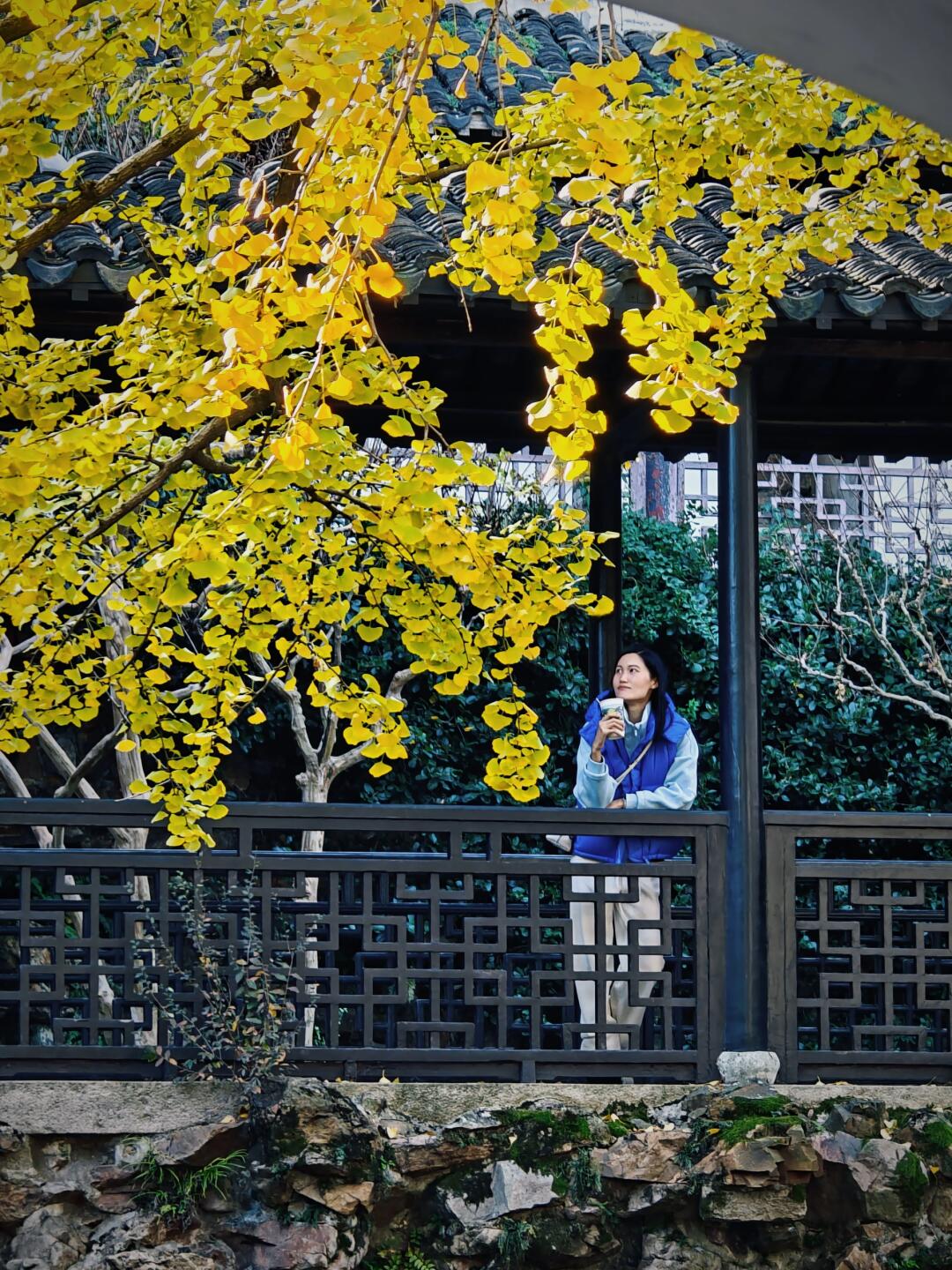 报！惠山古镇里的银杏黄了！💛🍂