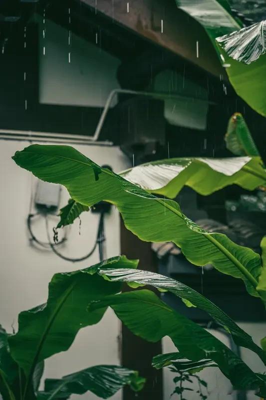上联:晚凉快意芭蕉雨
下联:清露凝香菡萏风
上联:仄平仄仄平平仄
下联:平仄平平