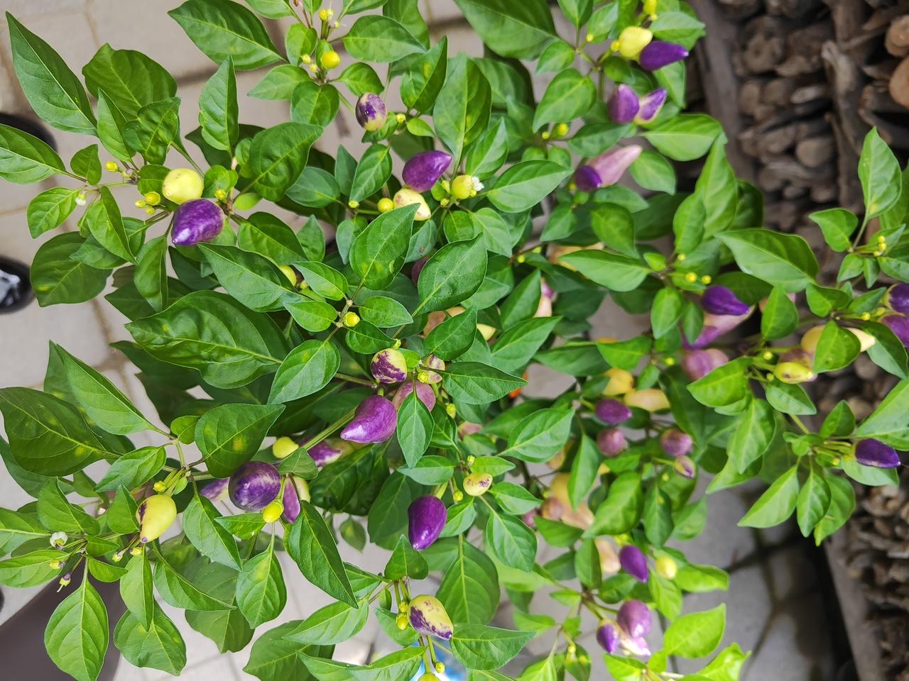 自从来了头条，手机里边有了很多随手拍，花啊朵啊是常客，只要看着好就要拍下来，大家