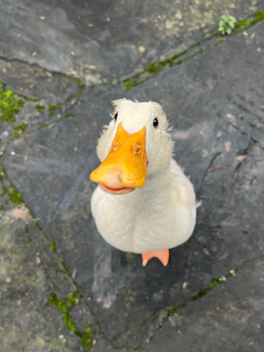 萌鸭