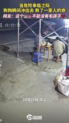 “这狗是来报恩的”！浙江，一家人坐在外面聊天，突然，自家的土狗疯了似的叫着往外冲