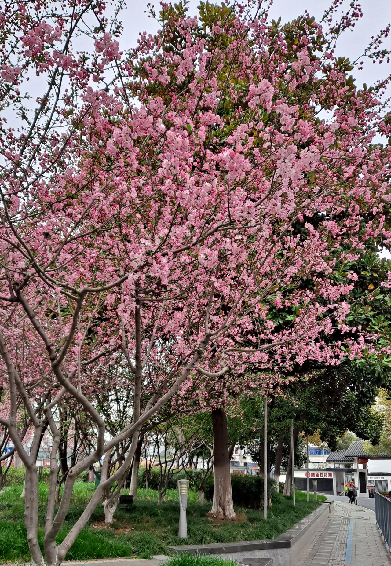东风袅袅泛崇光，香雾空蒙月转廊。
只恐夜深花睡去，故烧高烛照红妆。 
我们平常说