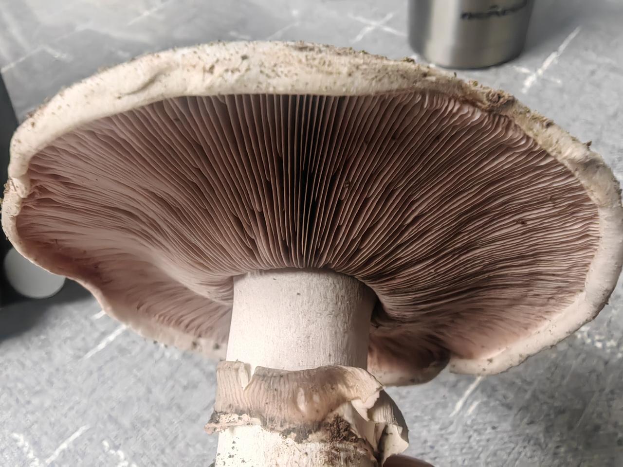 昨日，下过几场雨后，在小区院子草地里采到几个白蘑菇，此蘑菇味道鲜美。也许是人们忌