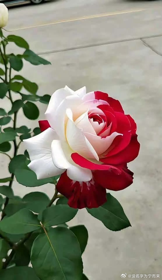 种植  微公益 🌹玫瑰花种植方法🌹玫瑰喜光、怕积水，地栽、盆栽都易养护，掌握