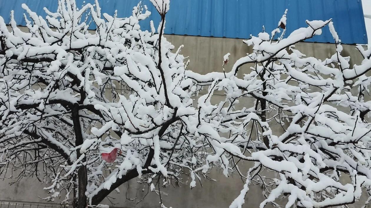 今天是好日孑打算要卖咱家粮食鸡，但是昨天宝鸡迎来一场大雪不便出行，所以就放弃了。