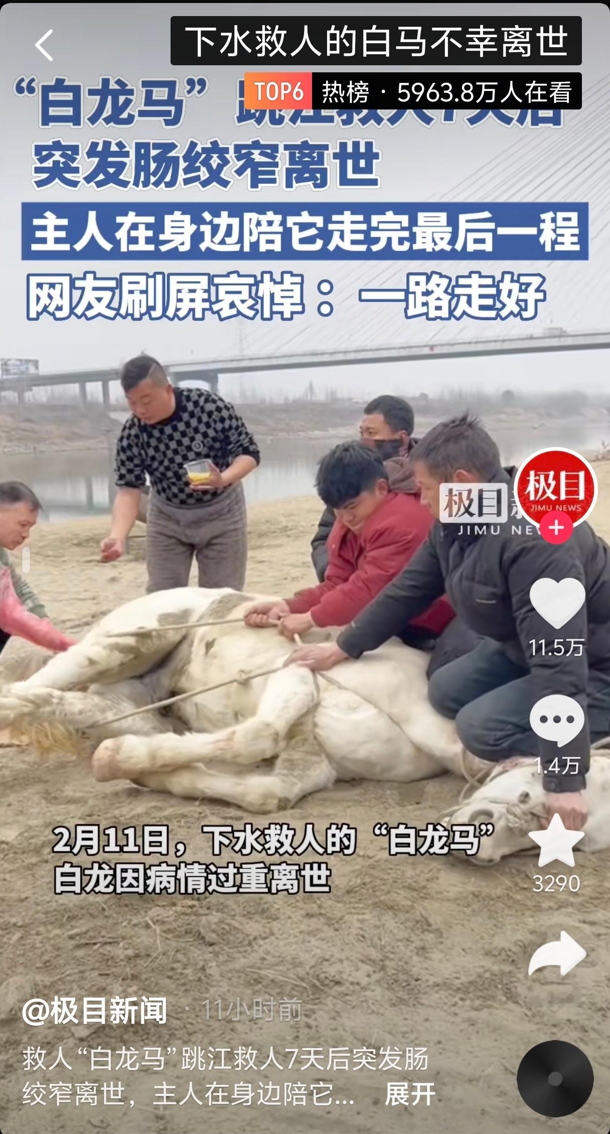 冲入江中救人白马离世  几天前，相信大家也都刷到了短视频。一匹白马和主人奋不顾身