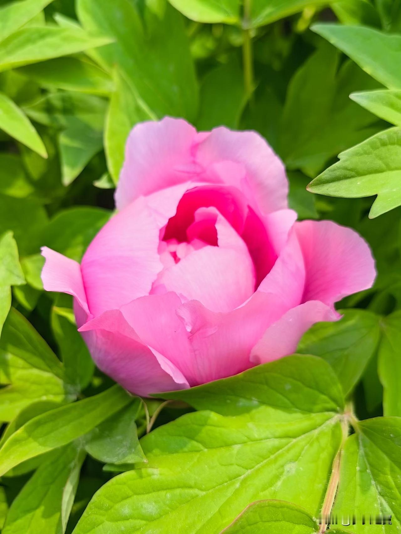 【小对联】
上：八字；
下：……？