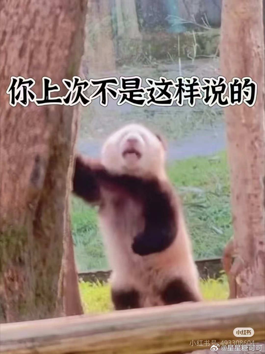 这届熊猫都有自己的小心思了起猛了在成都街头偶遇大熊猫建议在成都街头立个牌子：“雕