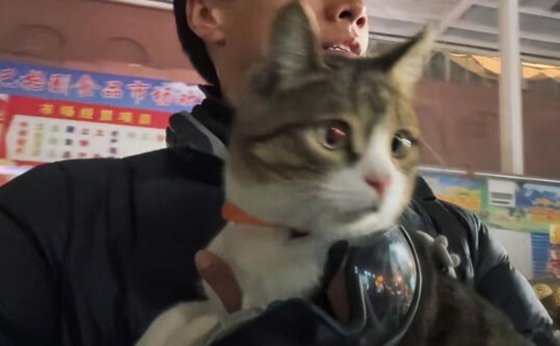 任素汐评论区被悟空晚安刷屏热点解读 任素汐评论区被悟空晚安刷屏 一场温柔又破防的