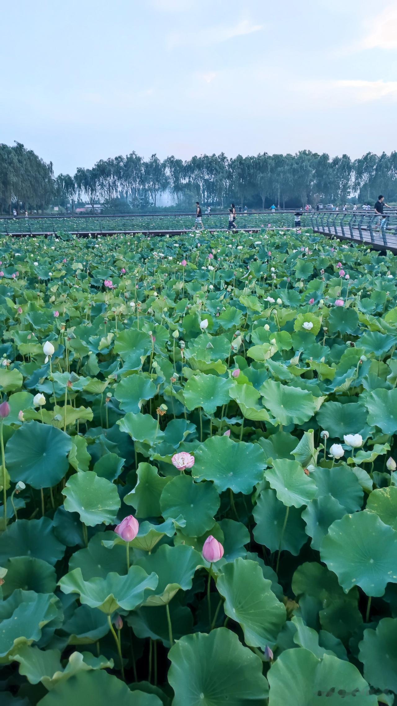 盛夏蝉鸣，荷风送香。在郑东新区杨桥街道办事处大堤旁，有一个孙庄村。这里的荷花园悄