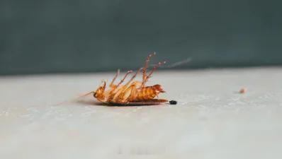 纸箱可能成为蟑螂很理想的藏身处 这篇文章提醒一个很多人容易忽略的问题：家里的纸箱