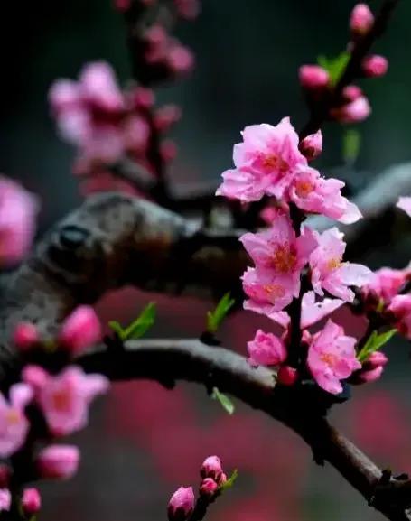 方圆天地，为头条联友对联：
桃花还等去年客，
春燕已归旧时巢。