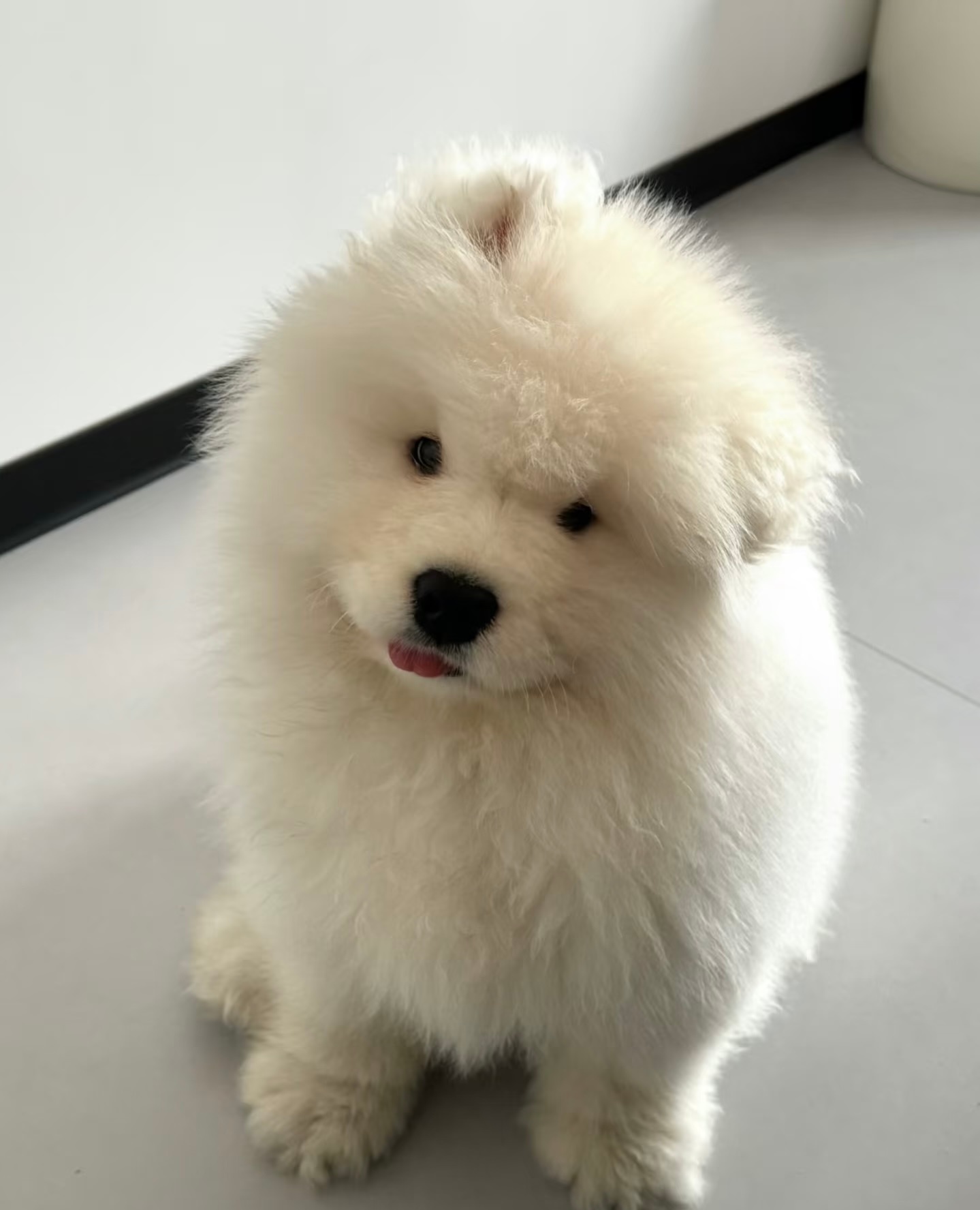 圆圆的脑袋大大耳朵，笨手又笨脚跑步像陀螺 