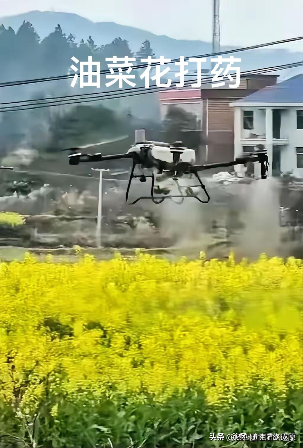 油菜花期打药，这又是哪位砖家发明的专利？

黄灿灿的油菜花，蜜蜂最喜欢，几乎每朵