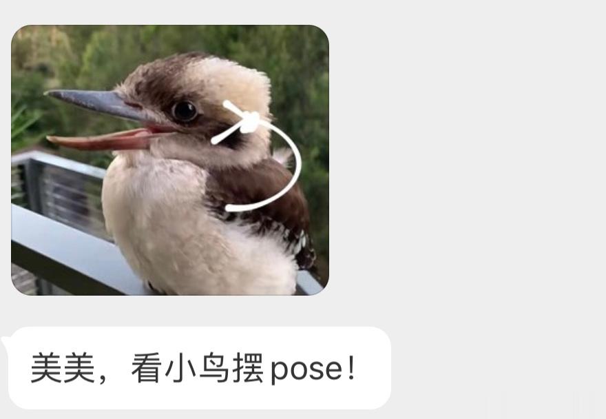 毫无违和感的笑翠鸟！ ​​​