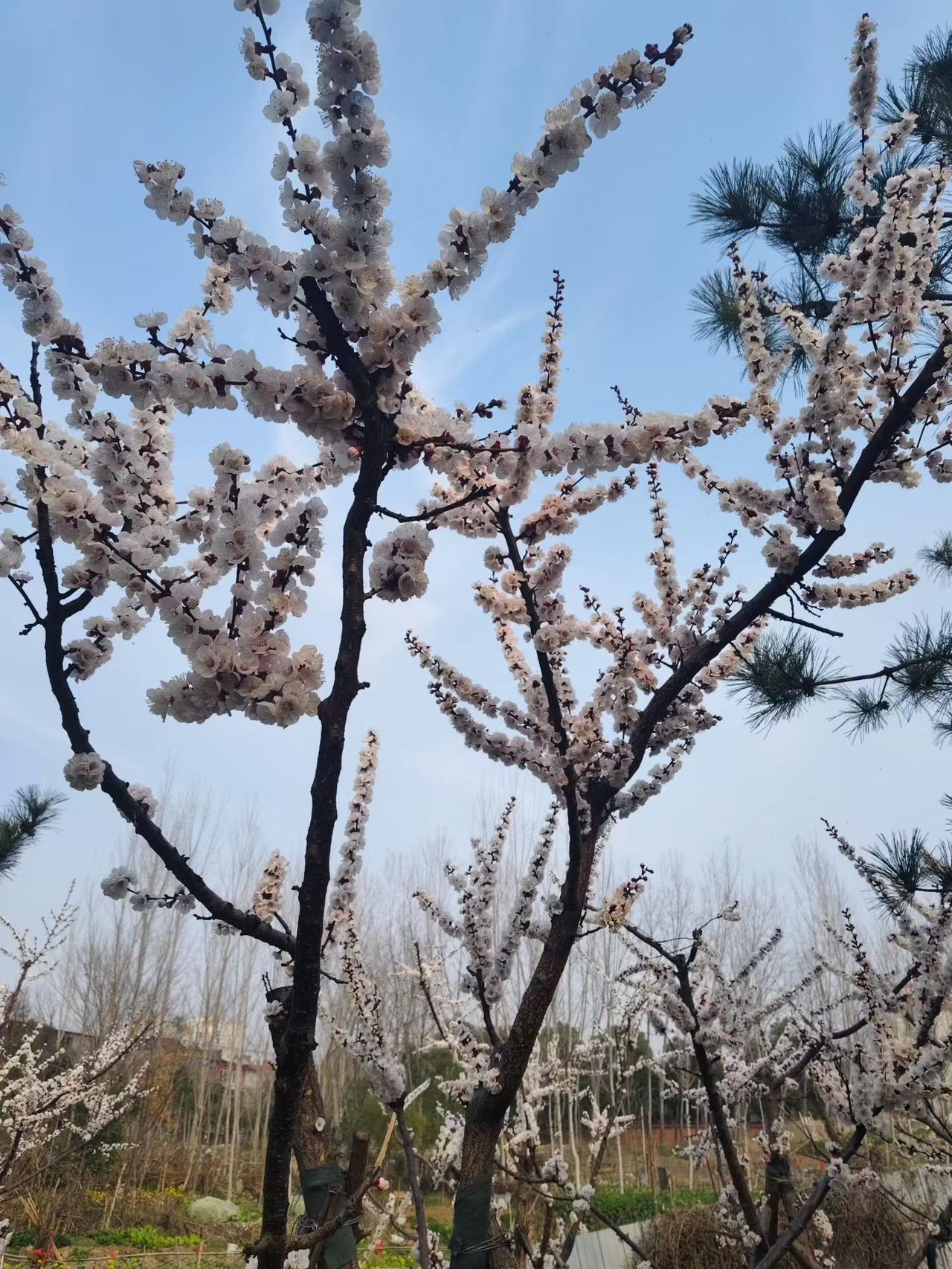 怒放的春天！！！

春日生活打卡季