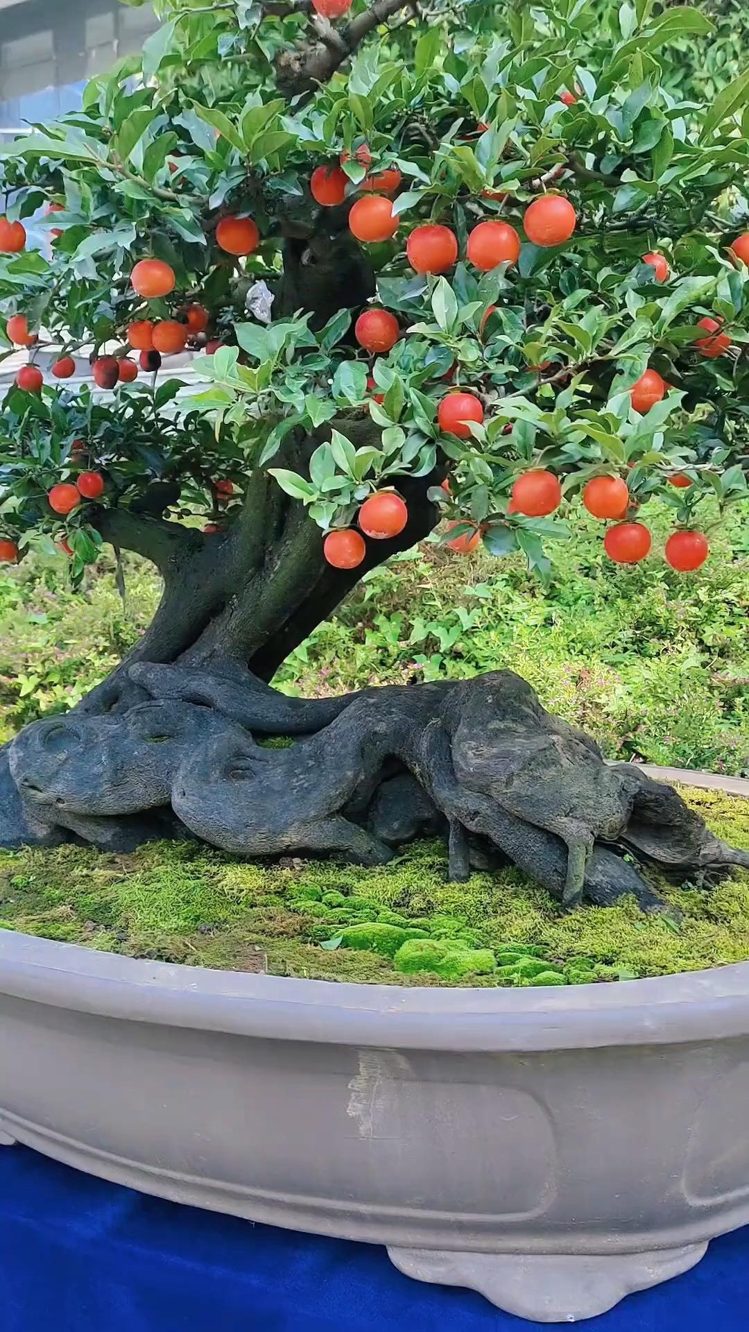 家人们，想给家里添点绿色又好看的植物吗？金弹子了解一下！它又叫刺柿、山柿子等，花