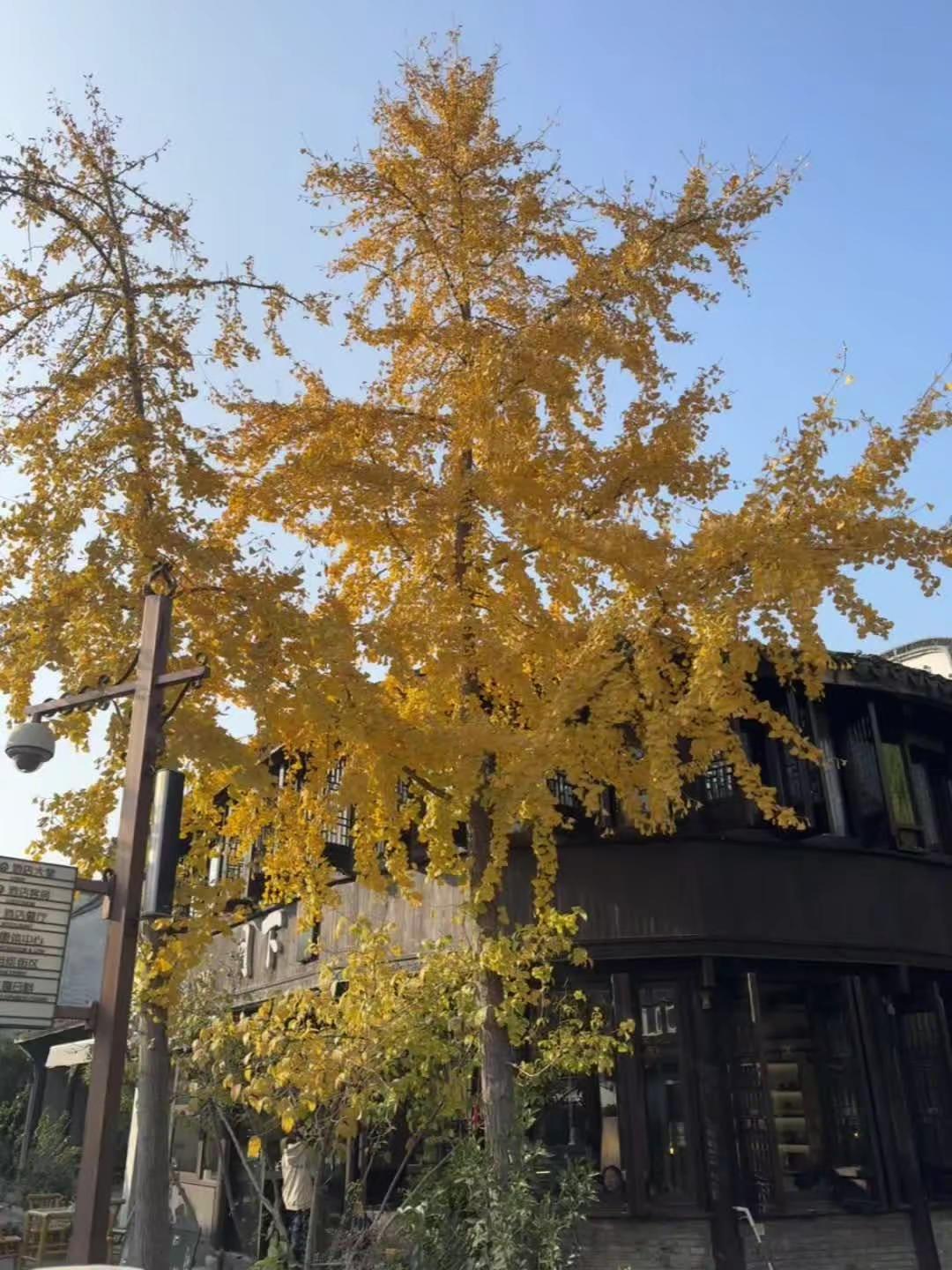 冬季 最美银杏树