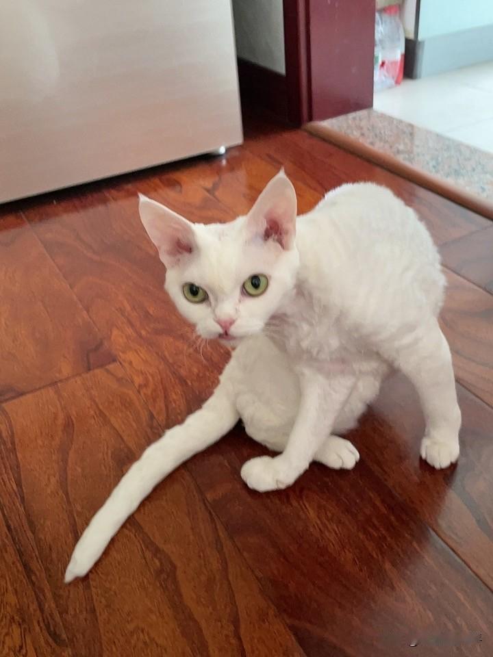 分享一下你家养的是什么猫?
我家养的是德文卷毛猫，看看，就是下面这样子的哦。
