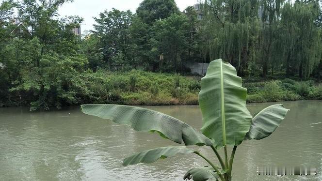 【十楼杂记】这两天，盆地里雨兮兮的，也冷。闲居无事，仿王维的《山居秋暝》，凑个趣