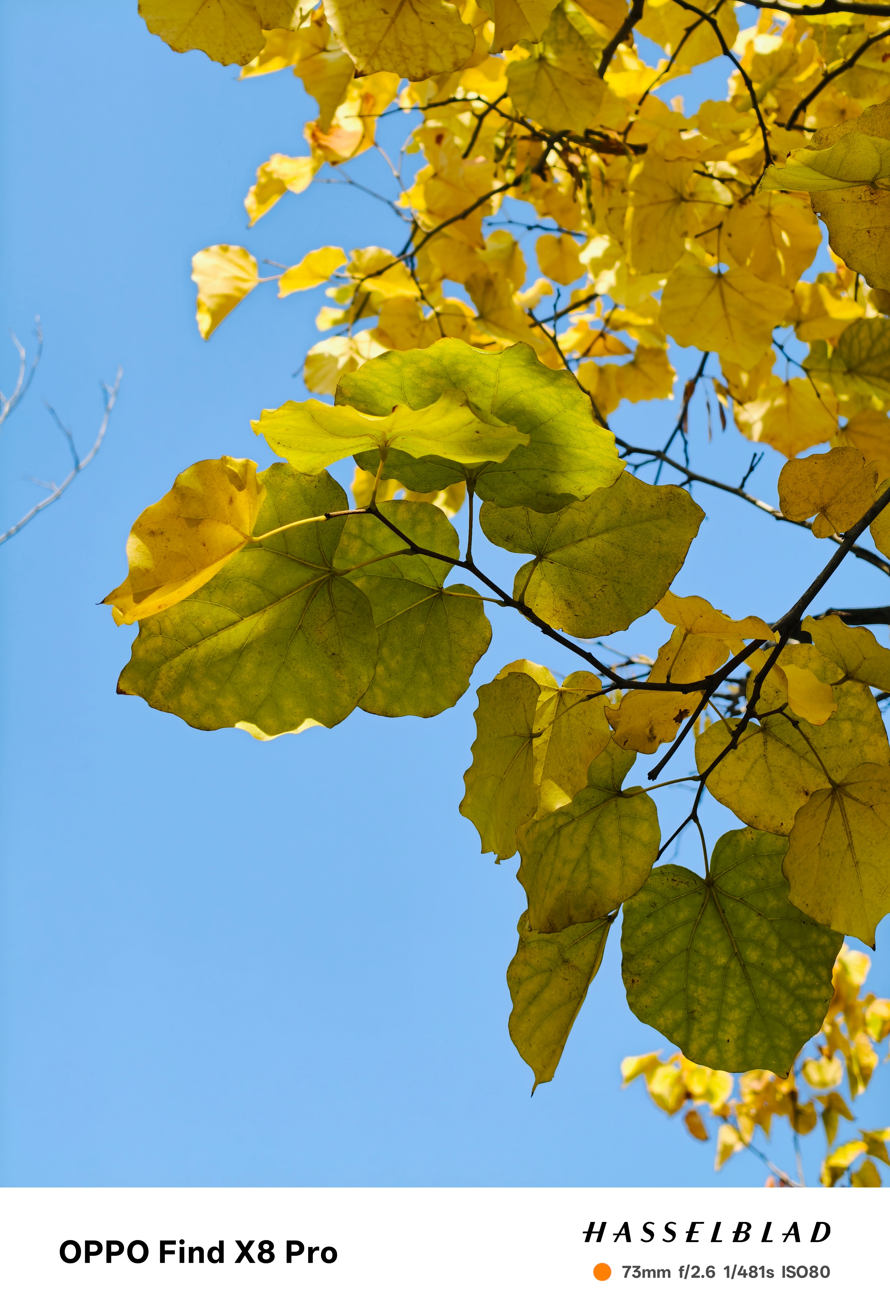 趁着天气不错记录一下秋天的色彩，最近这段时间西安被红色和黄色包围了！秋风微凉、色