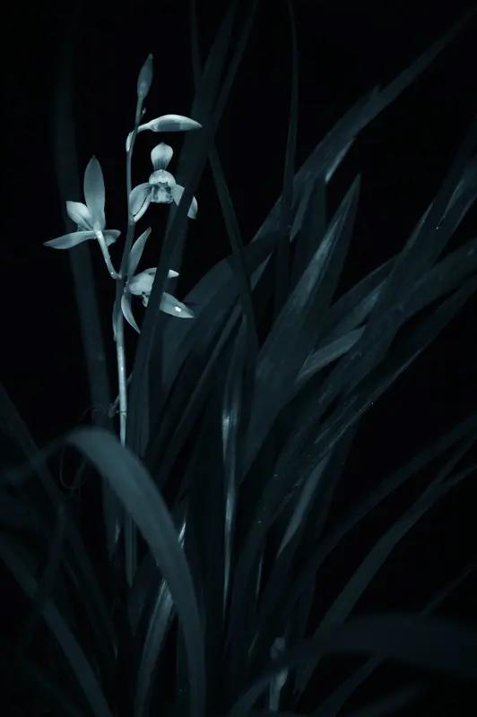 上联：石畔幽兰，雾锁危峰香自远；
下联：松间野鹤，云浮峻岭韵悠闲。