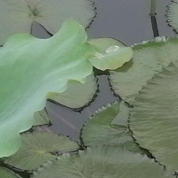 生活手记今日立夏 
