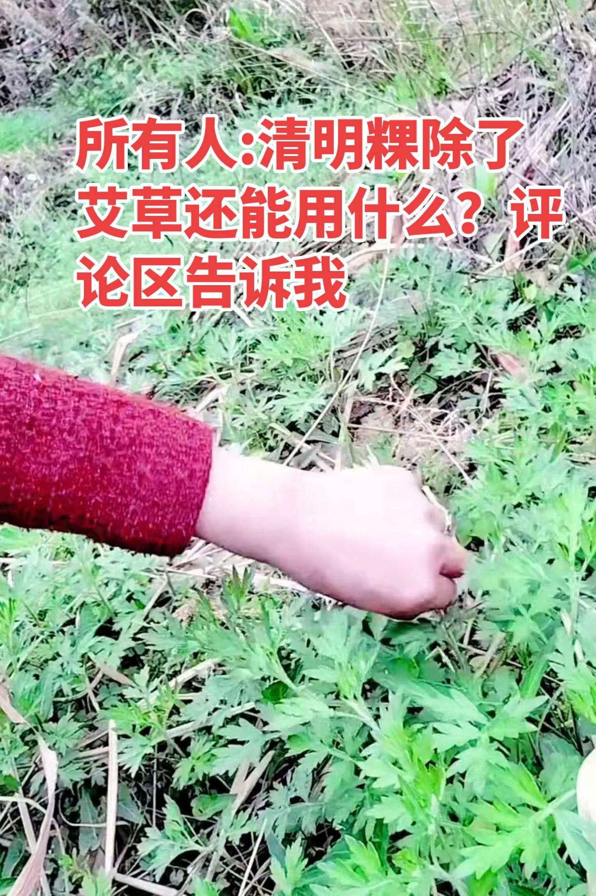 清明粿除了艾草还能用什么做好吃？清明粿除了艾草还能用什么做好吃？吃出春天的味道 