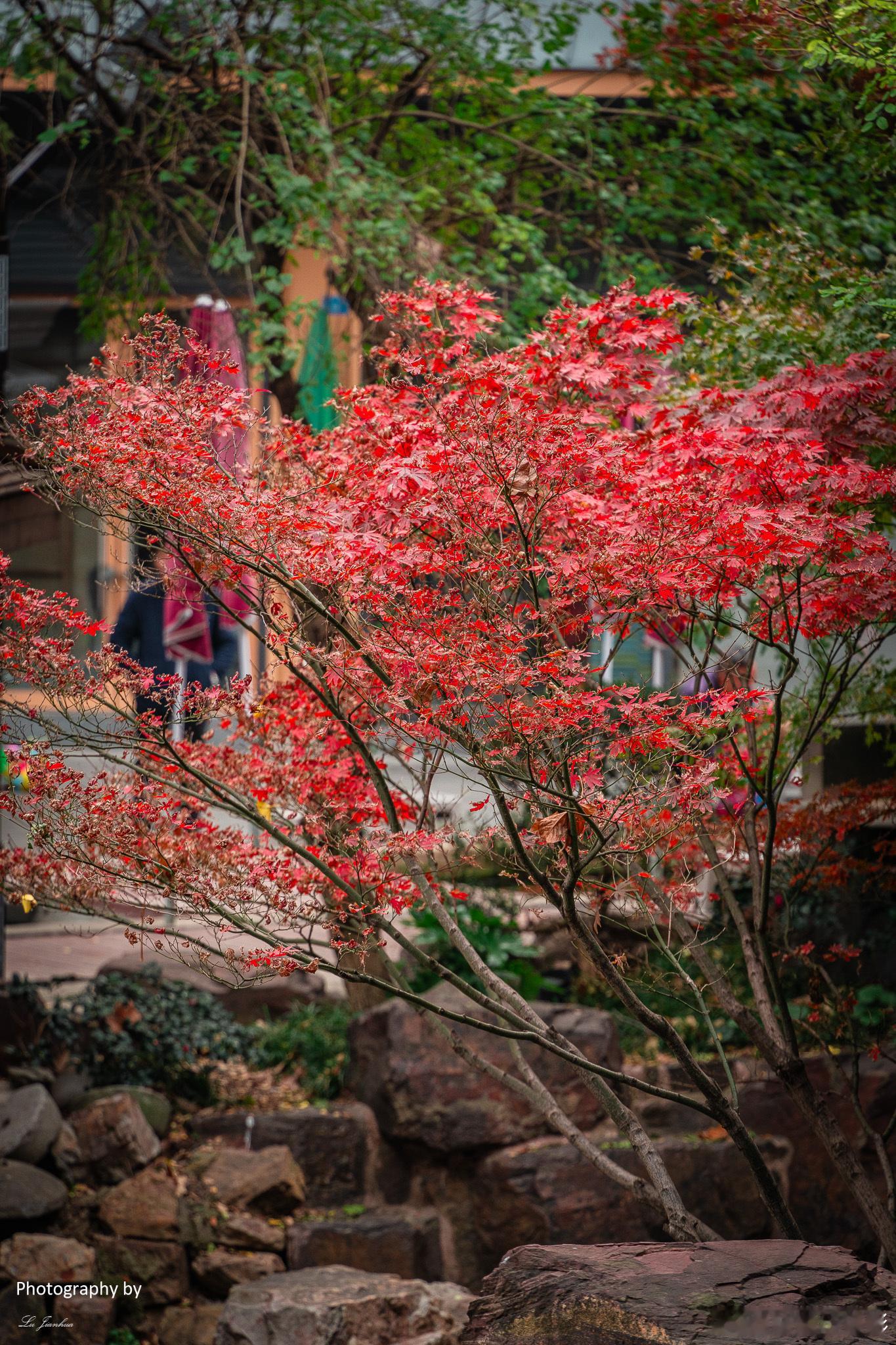 📸【冬日恋歌】我在无锡崇安寺的红枫林中，捕捉到一份冬日的浪漫💕站在无锡市中心