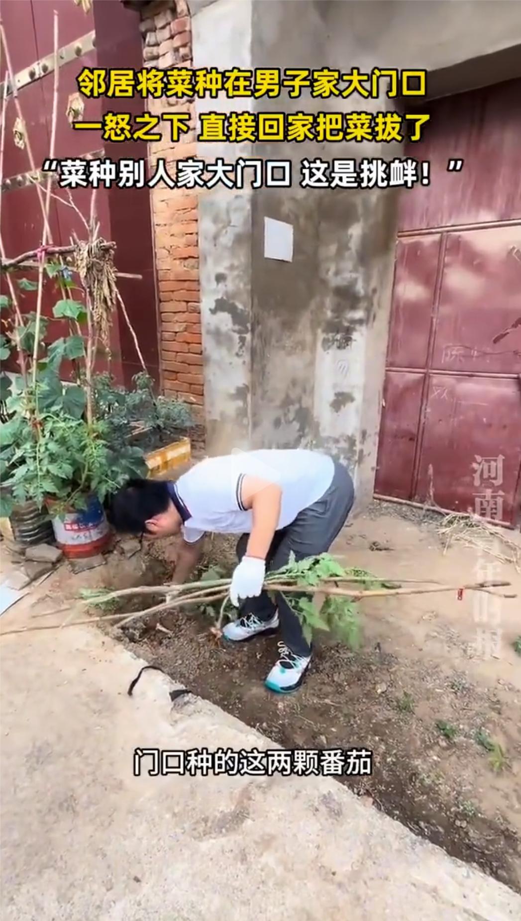 河南一名男子，回到老家后，看到邻居把菜种到了大门口，就把门口两棵蕃茄拔了，并把土