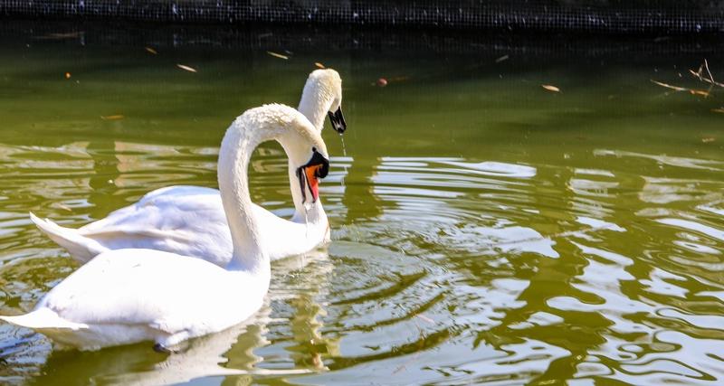 上联：冬去山明水秀，下联：请你来春来柳绿花红