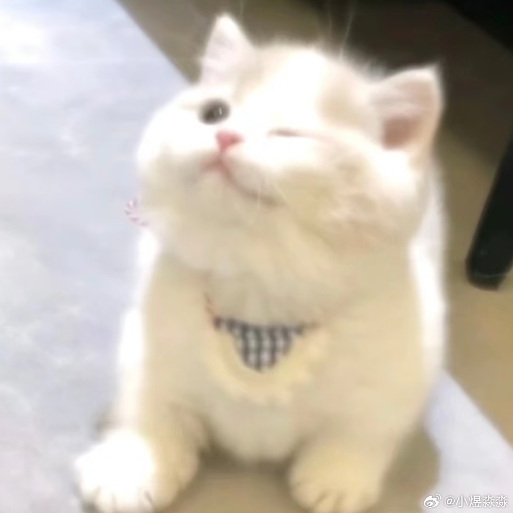 捉到一只可爱的小猫咪🐱 