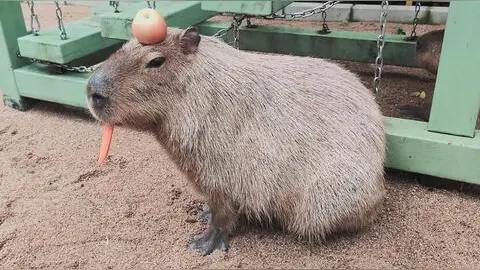 日薪70元被卡皮巴拉咬伤！大学生兼职维权胜诉：可爱不能当免责金牌
 
谁能想到，