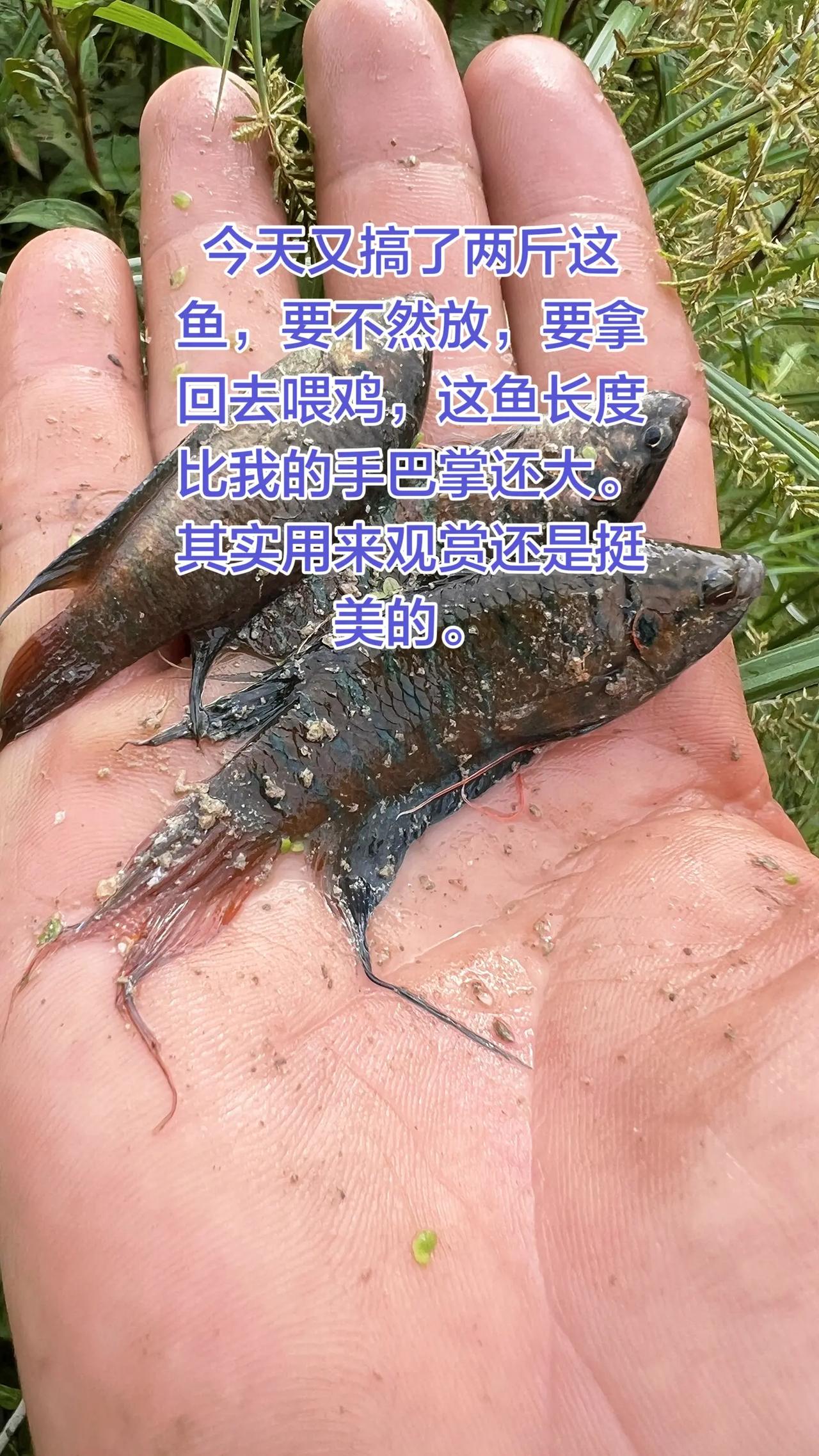 怎么那么多这种观赏鱼，今天又搞到2斤拿回去喂鸡，听说很贵，但是我不相信。就算很贵
