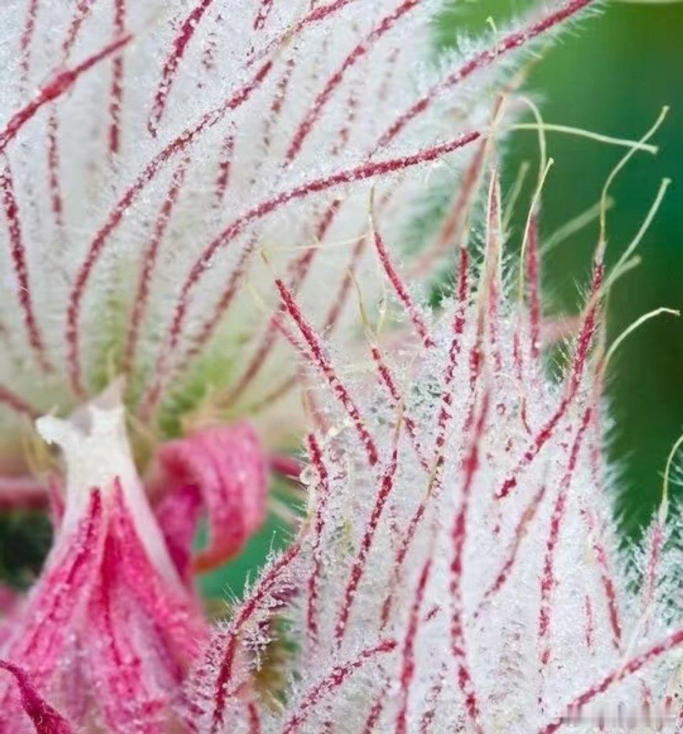 自然馈赠：如“棉花糖”般的三花水杨梅 三花水杨梅，宛如大自然亲手打造的纯天然“棉