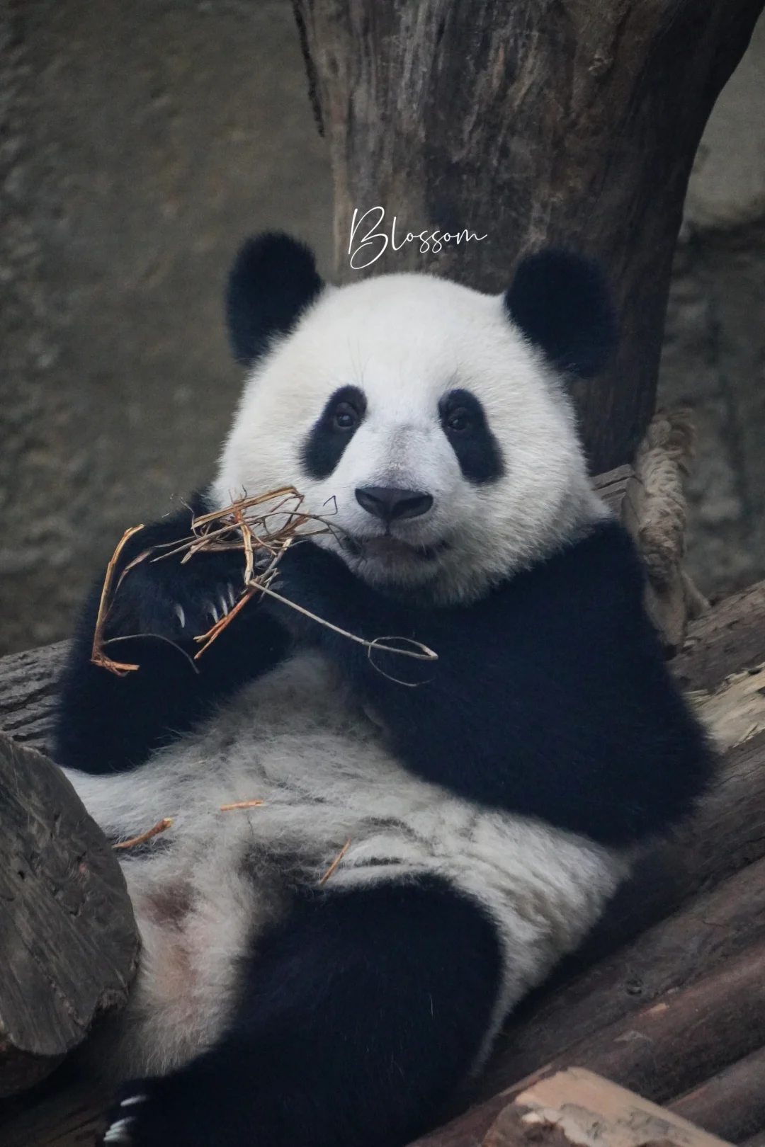 240808 略显无聊的豆der，自娱自乐啃树枝