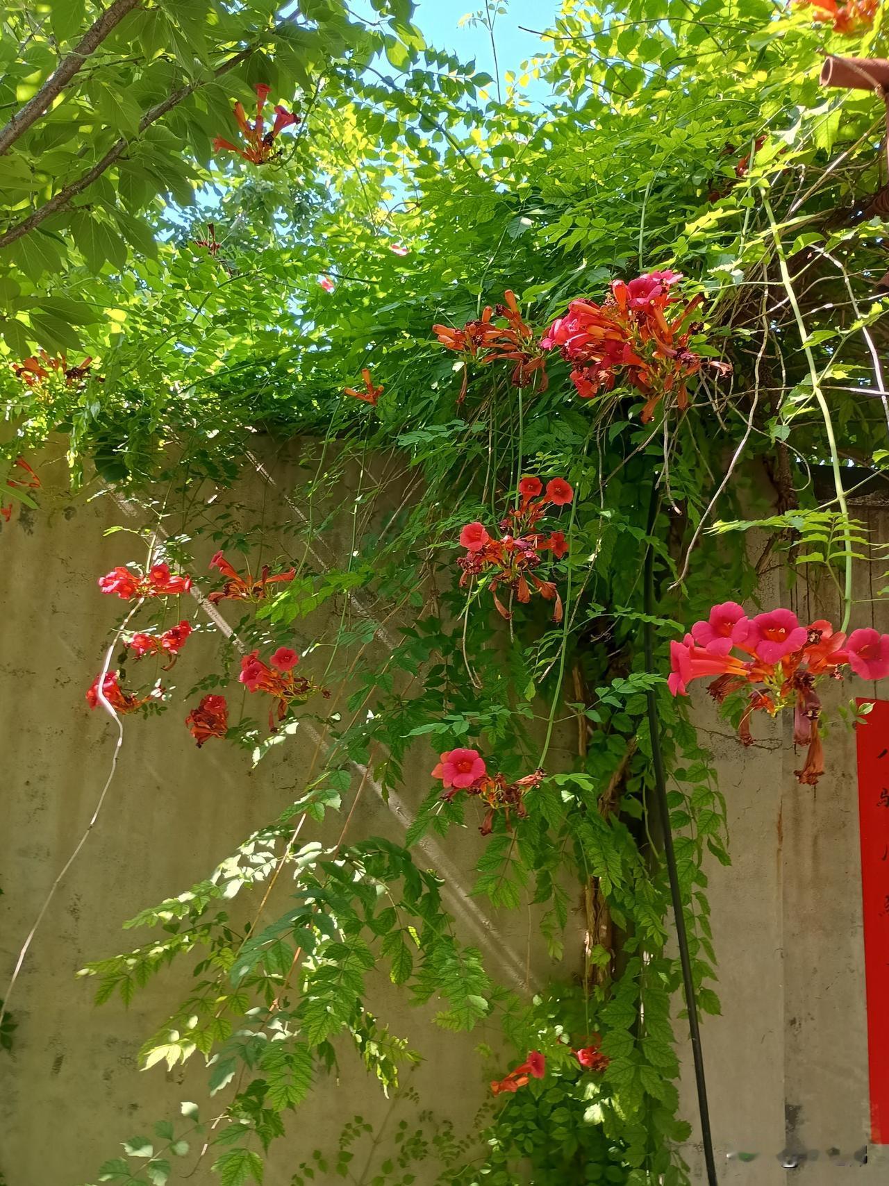 凌霄花，从五月开到十月底，从浅夏到浅秋，从容淡定，不紧不慢的走过两季光阴。于绿茵