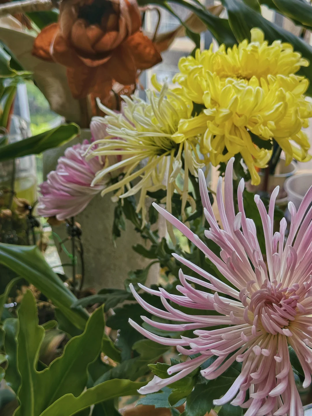 你们的菊花好养护吗？