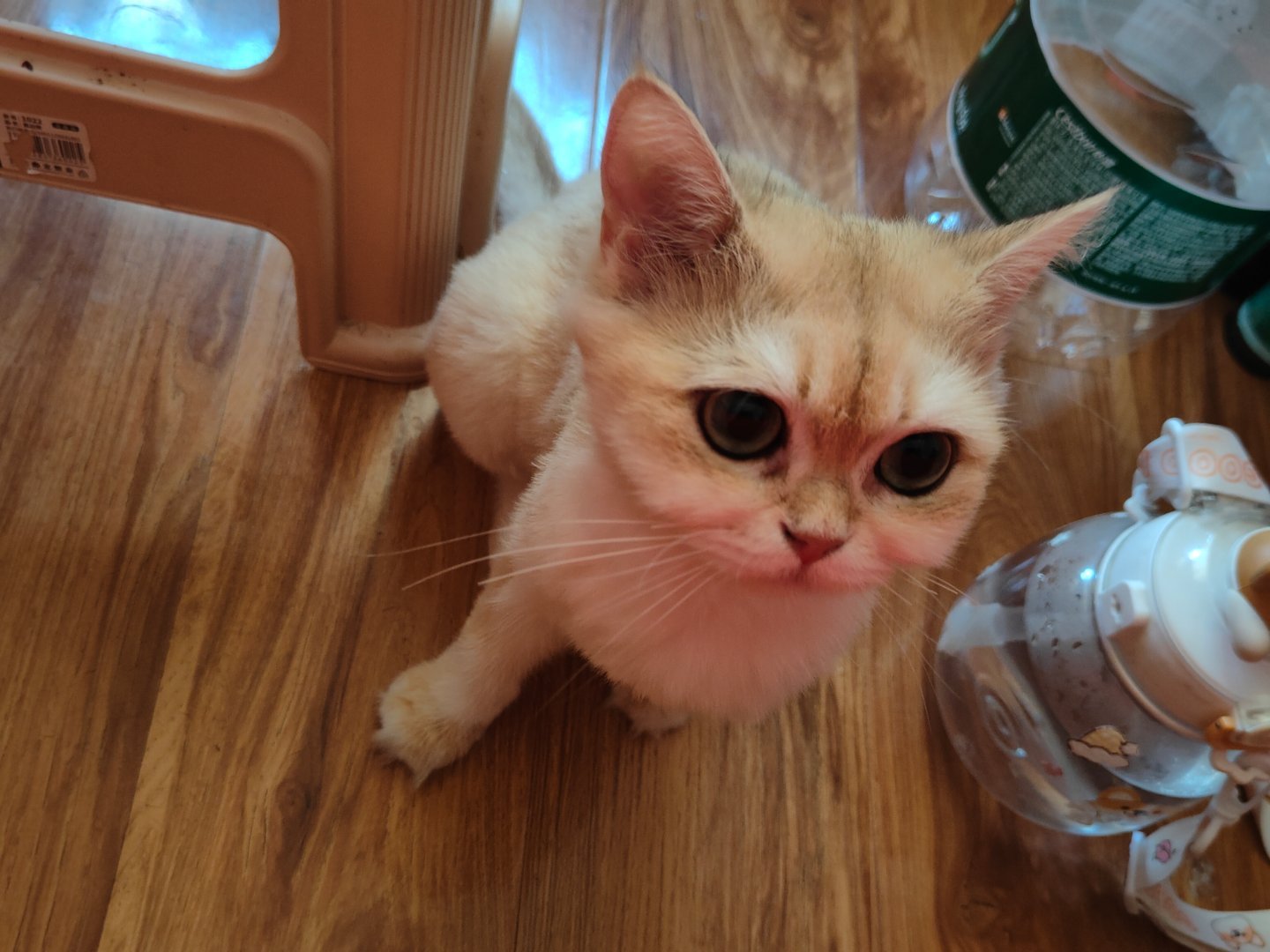 🐱 