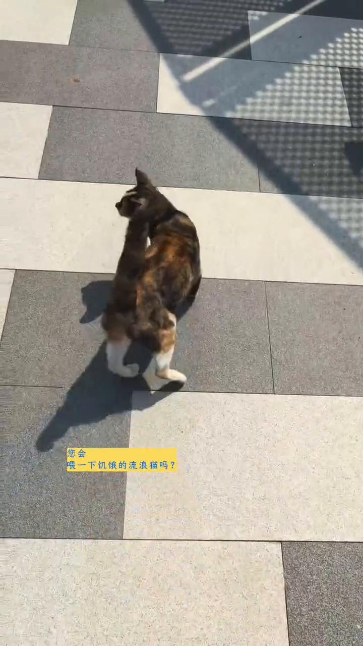 您会喂一下饥饿的流浪猫吗？贵在佛前祈福消灾，不如修身立德。即便是最不起眼的几粒猫