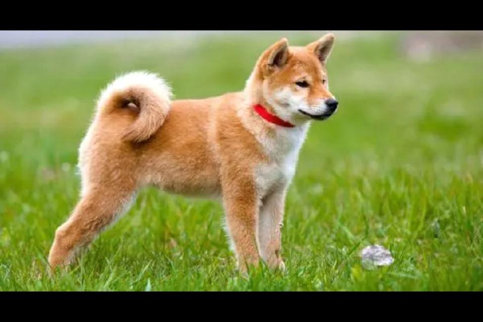 史上最严养犬新规来了，你怎么养犬才能够安全呢？

新修订的《中华人民共和国治安管