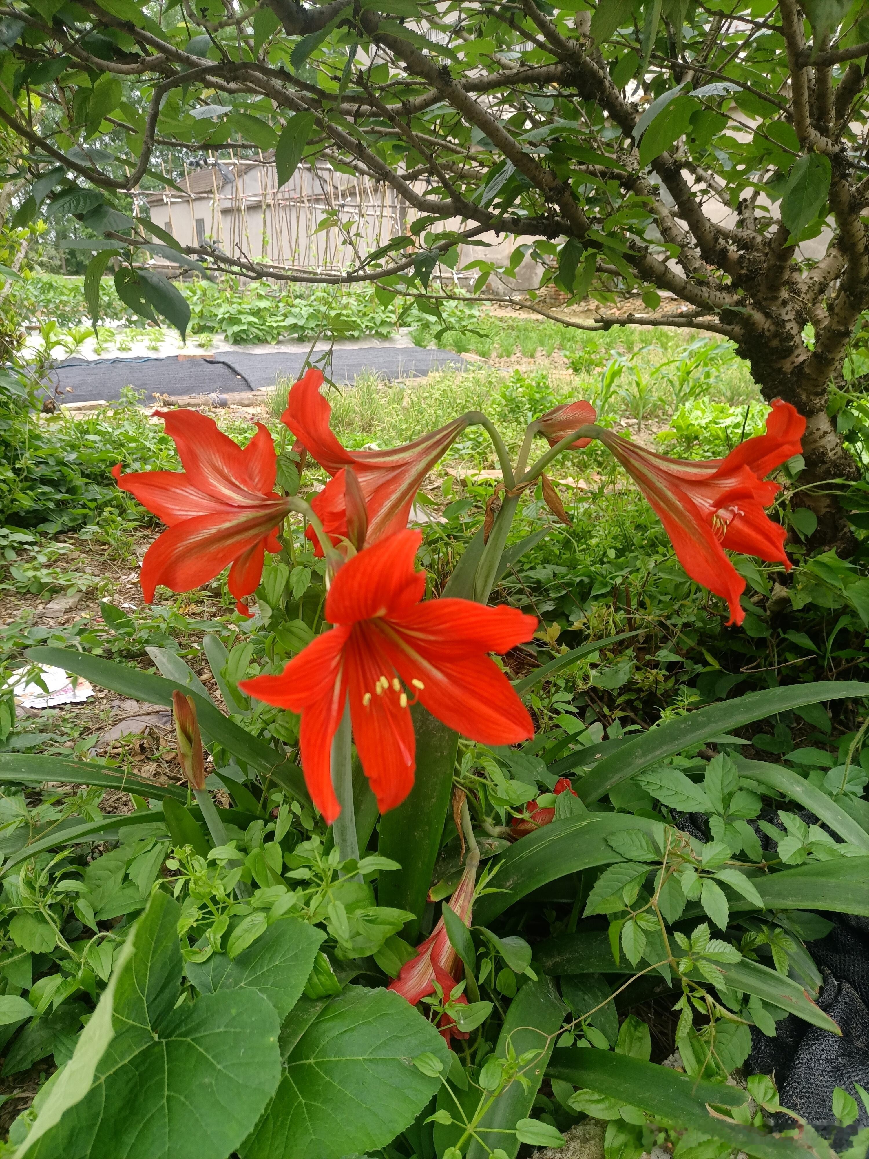 村居福寿谁自夸，门前悄然开喇叭。头顶朱红报喜讯，四时果蔬拱篱笆。        