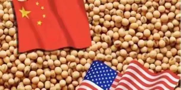 中国手中的大豆牌，打得特朗普叫苦不迭！为什么老求着中国买？可以和“对等关税”挂钩