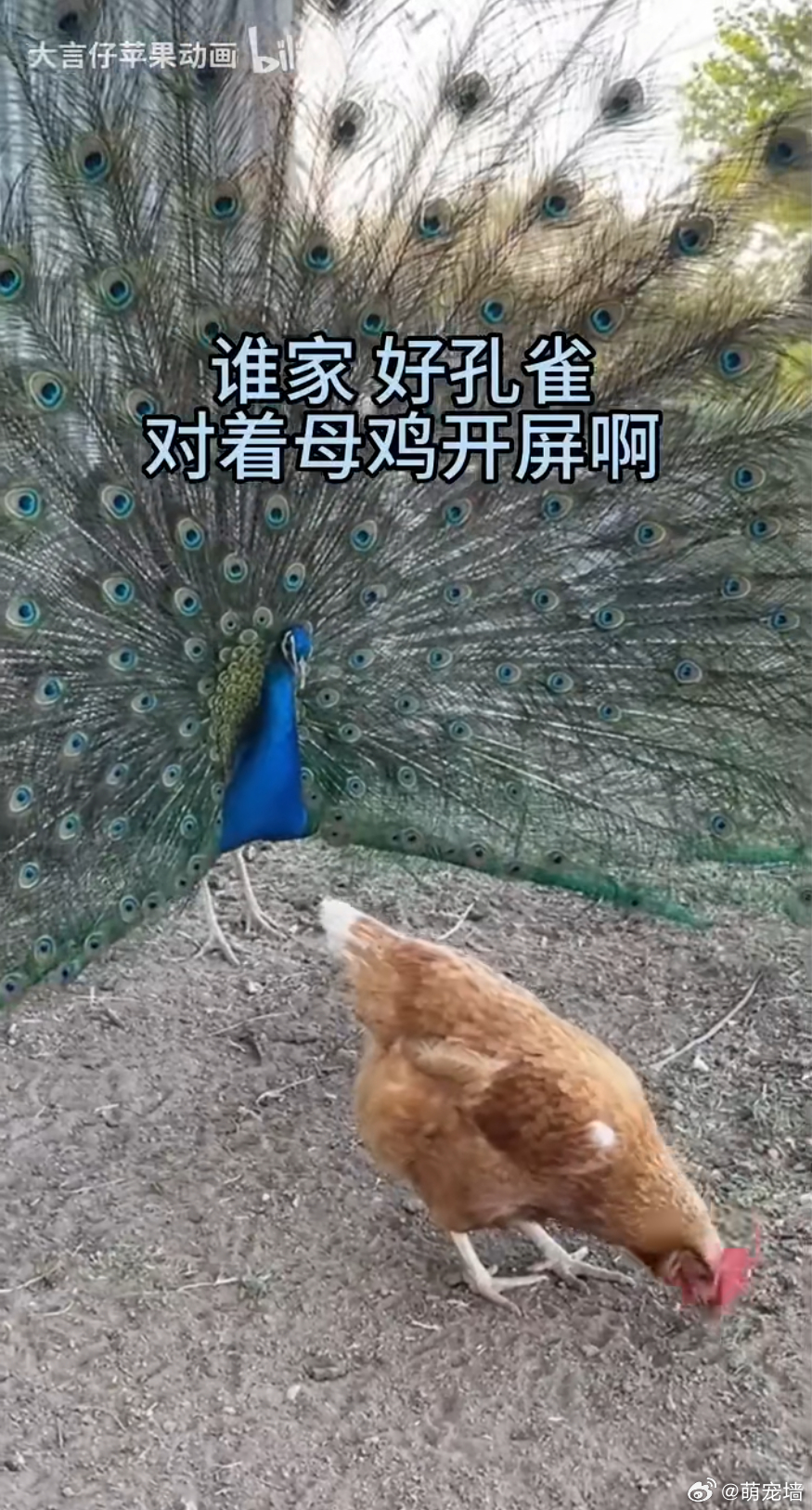 朋友们，孔雀可以和鸡杂交 