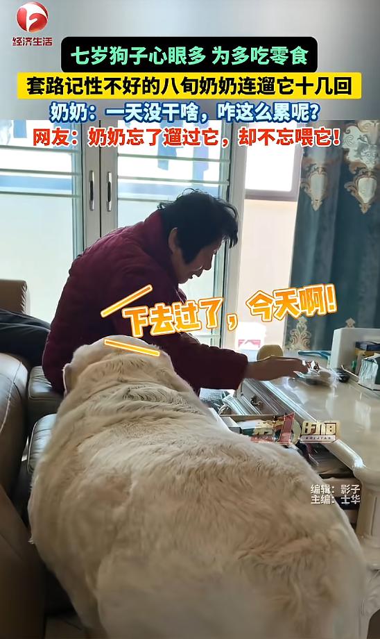 “解释不清了！”江苏，一狗狗为了贪吃零食，利用奶奶的记性不好，反复以“遛弯”的借