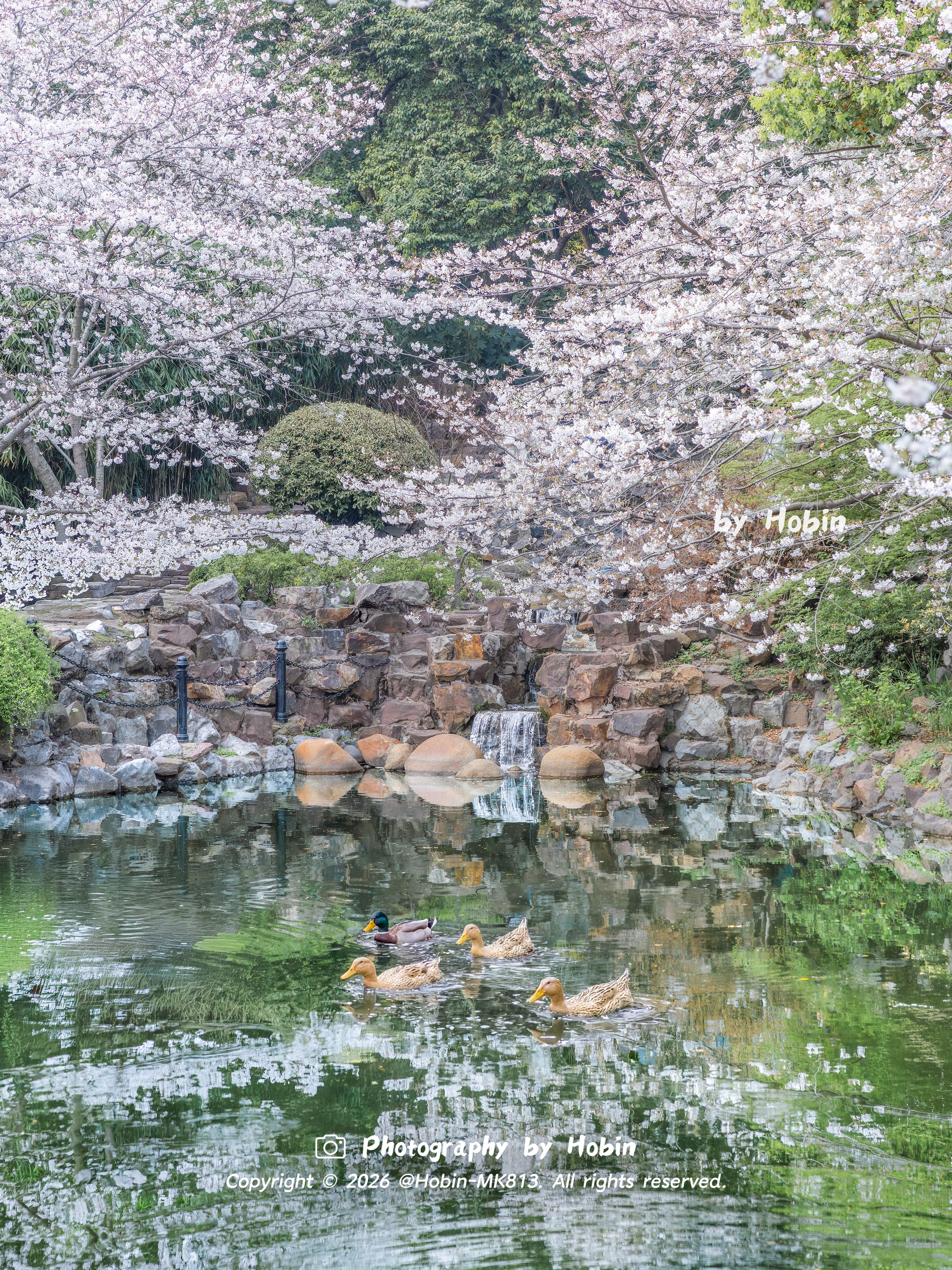 上海樱花开出了春日的浪漫🌸繁花如云绽放，落樱温柔纷飞，风过之处皆是诗意 