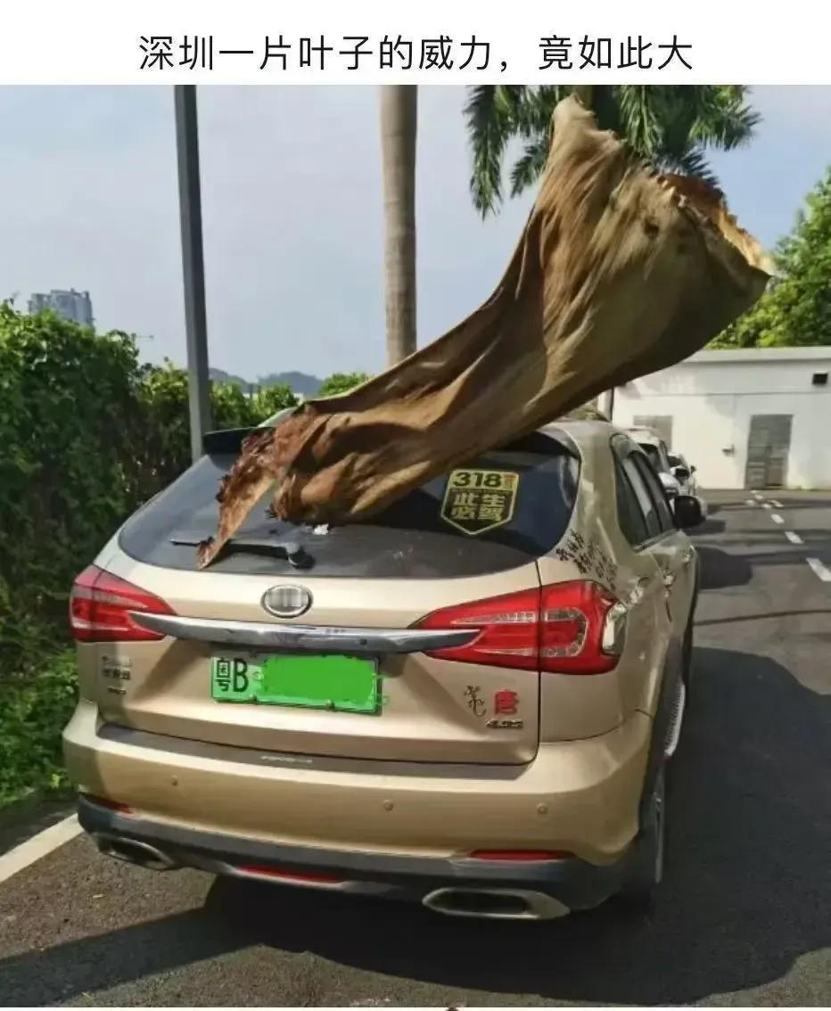 不愧是深圳的叶子[捂脸]