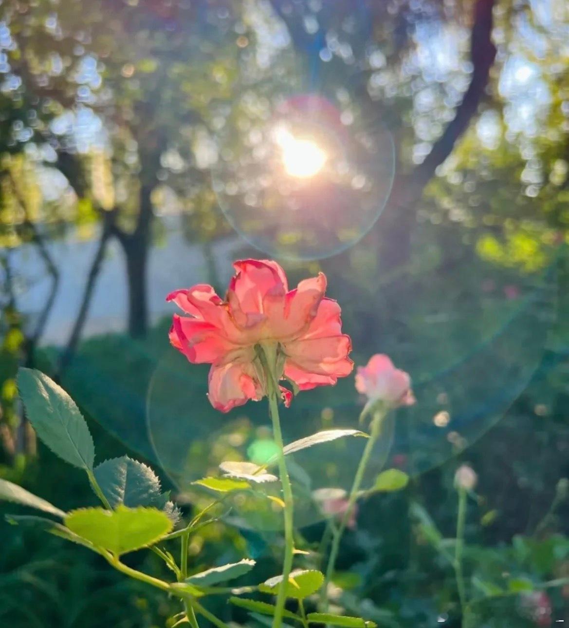 每一个清晨。都是世界对你说“你好”的时刻。回它一个微笑。今天就会很美好。早安！ 